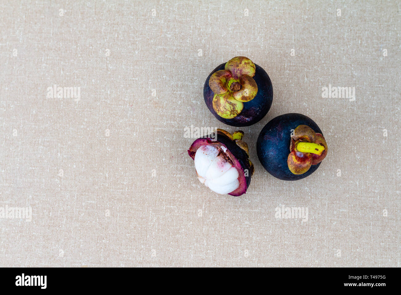 Mangosteen, also known as the purple mangosteen, is a tropical evergreen tree believed to have originated in the Sunda Islands of the Malay archipelag Stock Photo