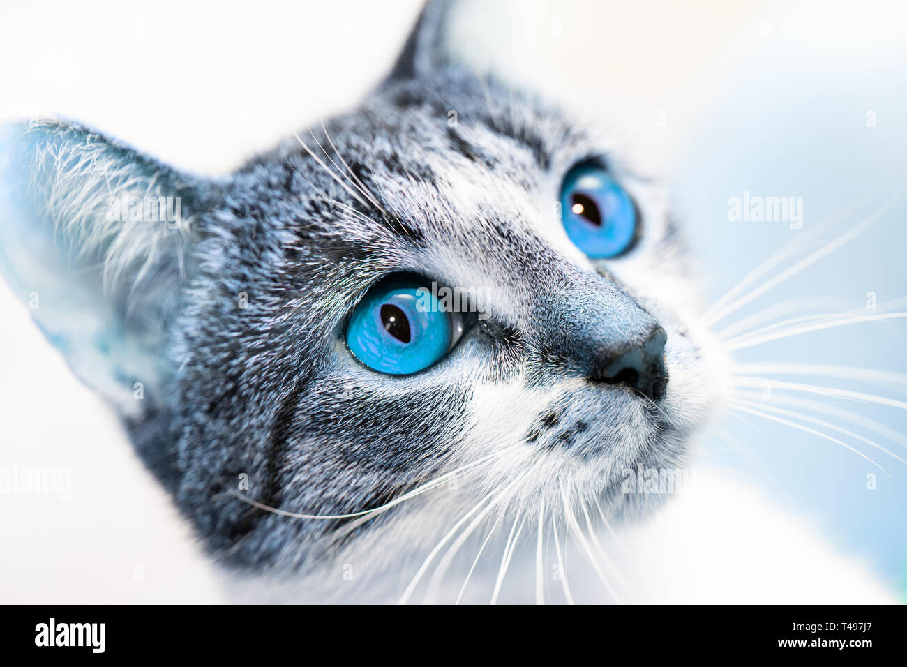Surprised cat muzzle with bright blue eyes looking up. Close-up, selective focus, white-gray mongrel cat, toned Stock Photo