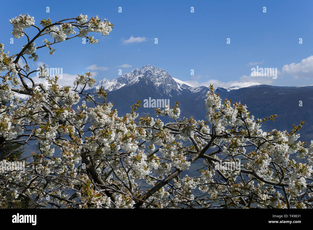 Spring is here - White blossoms in front of snow covered mountains Stock Photo