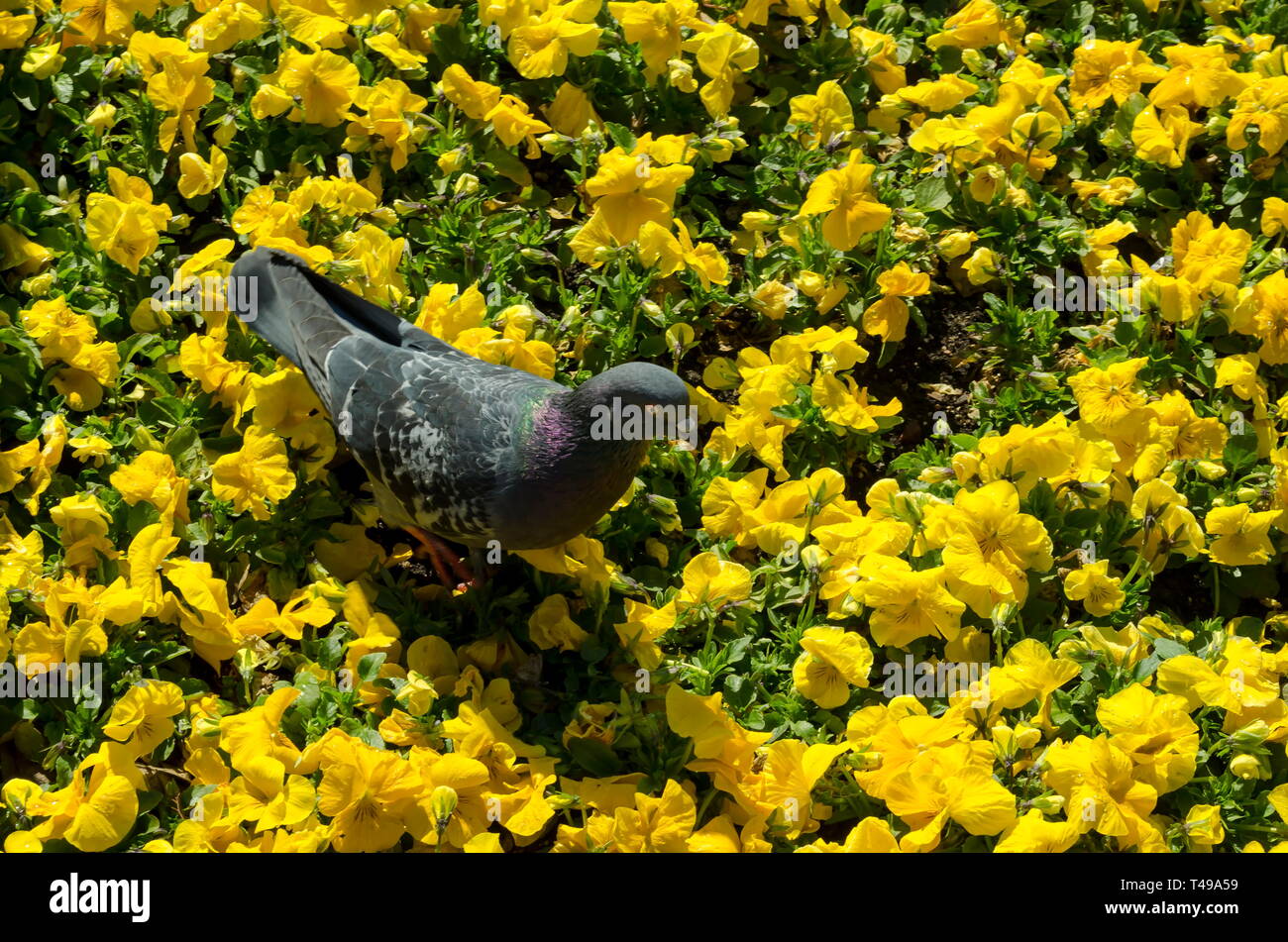 Natural background of spring blooming fragrant yellow pansies or Viola altaica and Pigeon, dove or Columba livia in garden, Sofia, Bulgaria Stock Photo