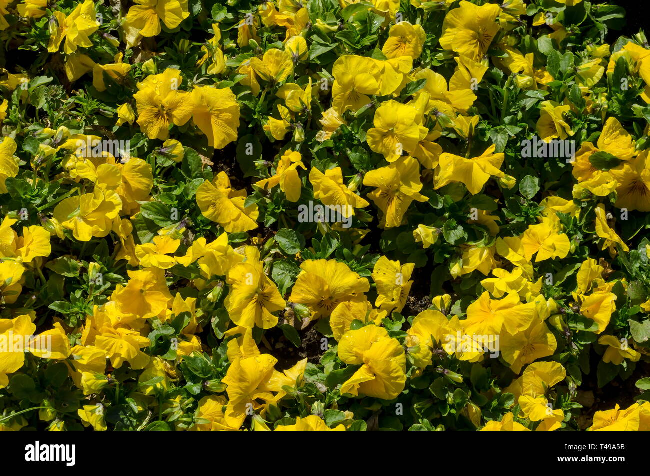 Natural background of spring blooming fragrant yellow pansies or Viola altaica in garden, Sofia, Bulgaria Stock Photo