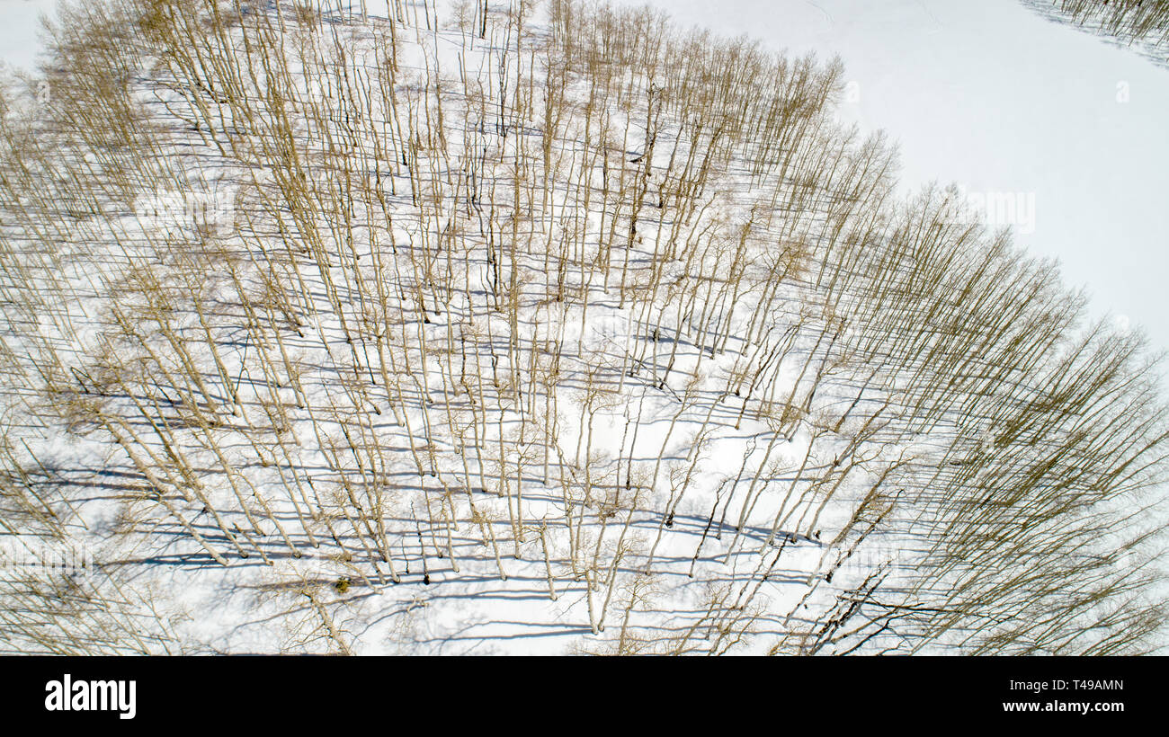 Shadows make for unique patterns in the snow in the ground of a grove of Aspen trees Stock Photo