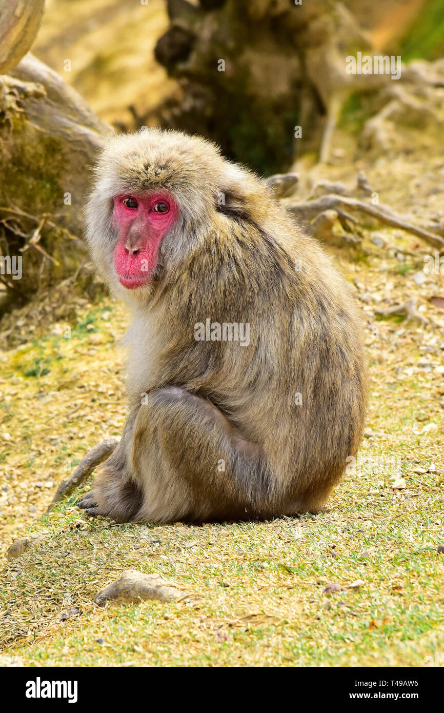 Japanese Macaque, near Kyoto, Japan Stock Photo