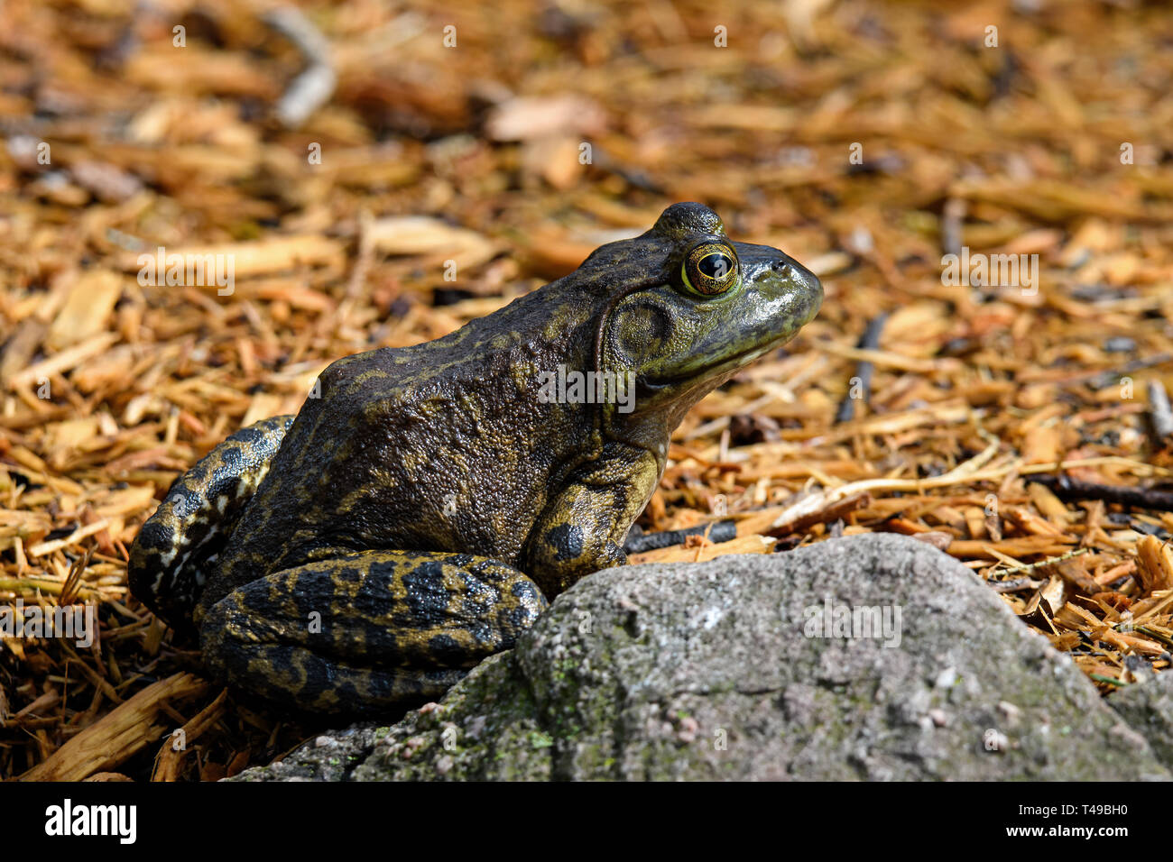 American bullfrog sitting at ponds edge in early morning sun. It is an amphibious frog, and a member of the family Ranidae. Stock Photo