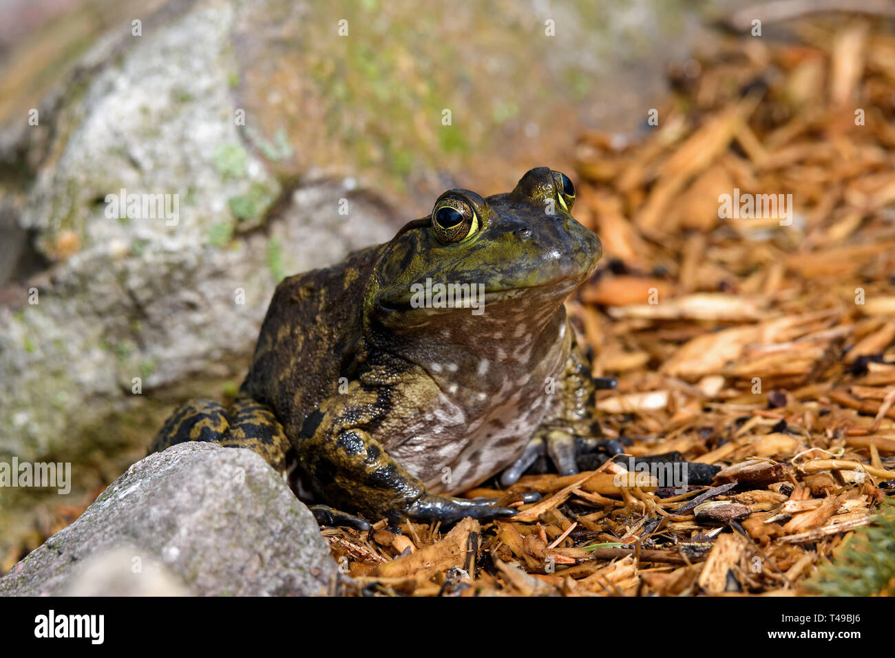 American bullfrog sitting at ponds edge in early morning sun. It is an amphibious frog, and a member of the family Ranidae. Stock Photo