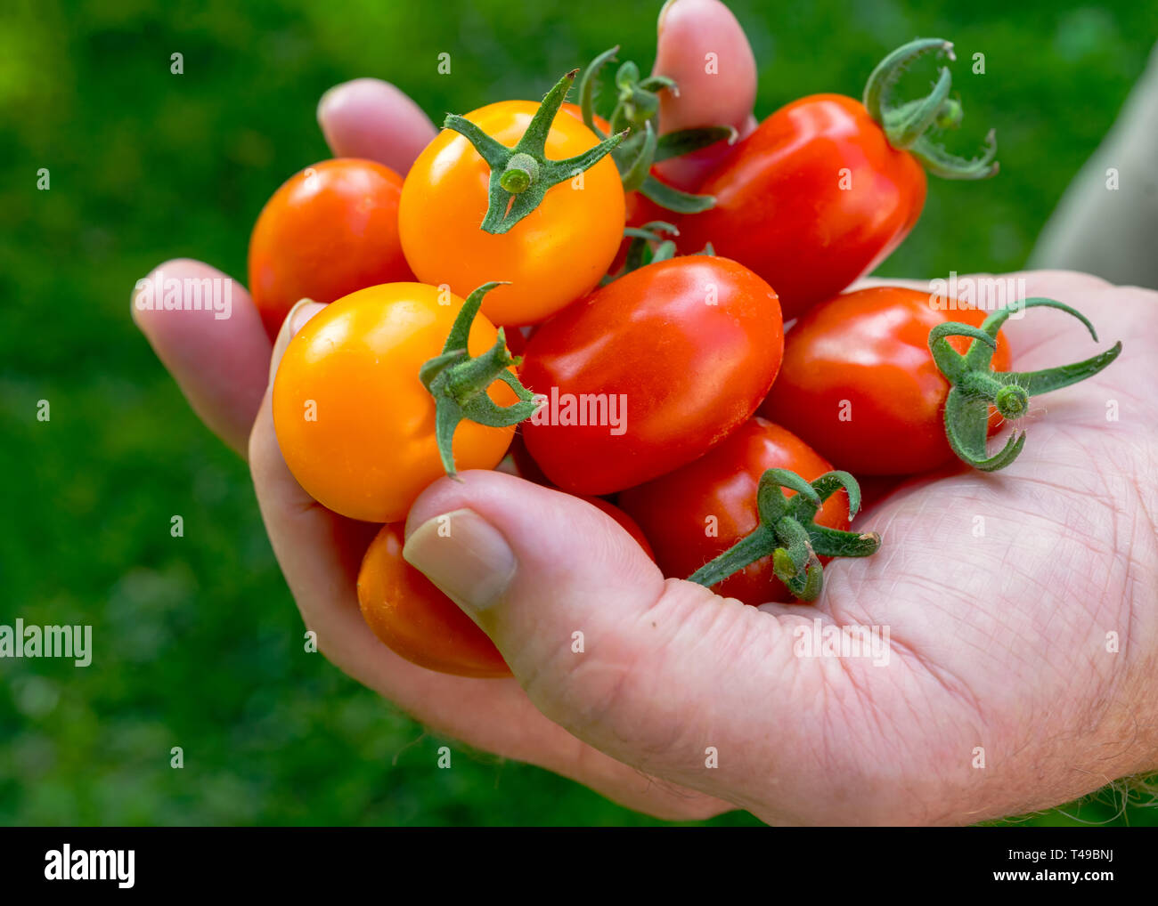 A handful of red and yellow cherry tomatoes Stock Photo - Alamy