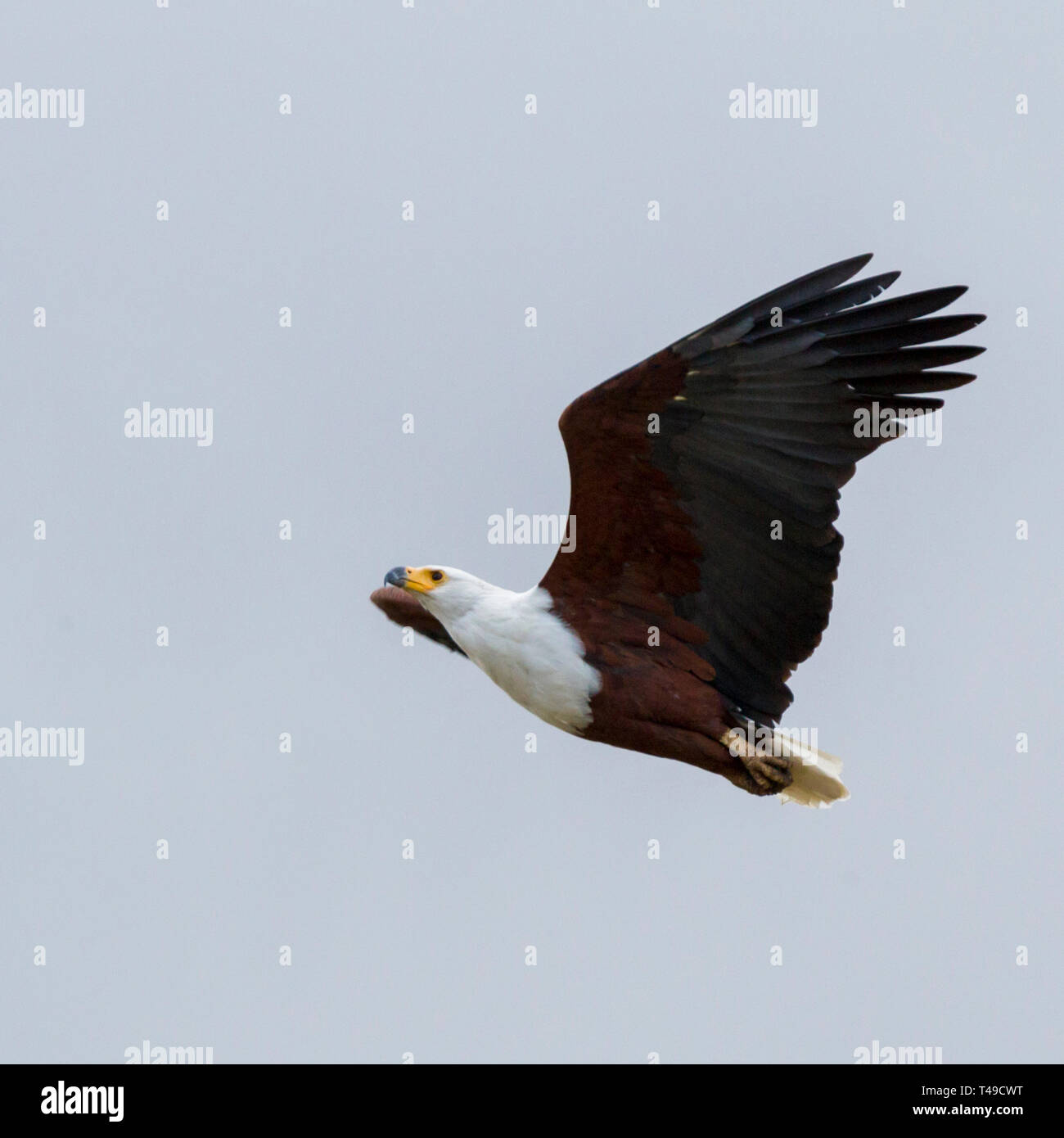 An african fish eagle flying high over a small waterhole fishing for catfish, square format, Ol Pejeta Conservancy, Laikipia, Kenya, Africa Stock Photo