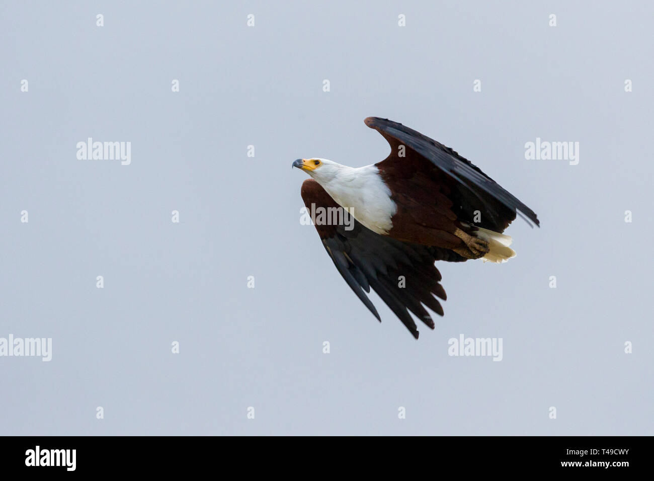 An african fish eagle flying high over a small waterhole fishing for catfish, landscape format, Ol Pejeta Conservancy, Laikipia, Kenya, Africa Stock Photo