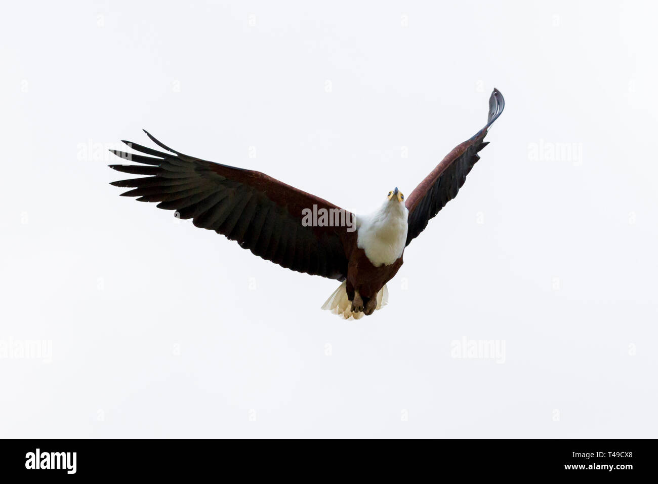 An african fish eagle flying high over a small waterhole fishing for catfish, landscape format, Ol Pejeta Conservancy, Laikipia, Kenya, Africa Stock Photo