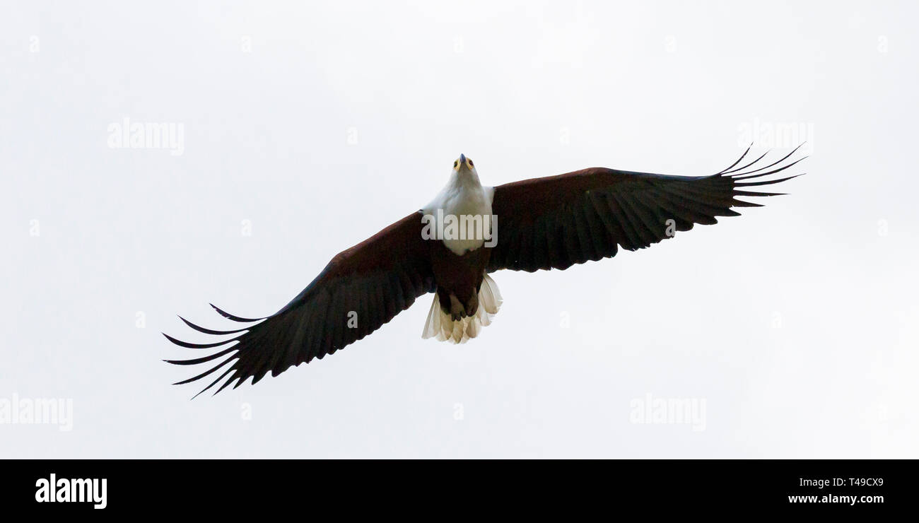 An african fish eagle flying high over a small waterhole fishing for catfish, landscape format, Ol Pejeta Conservancy, Laikipia, Kenya, Africa Stock Photo