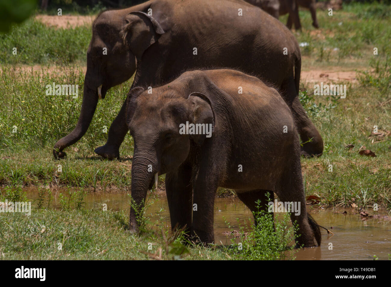 Sri Lanka Elephant Baby Stock Photos & Sri Lanka Elephant Baby Stock