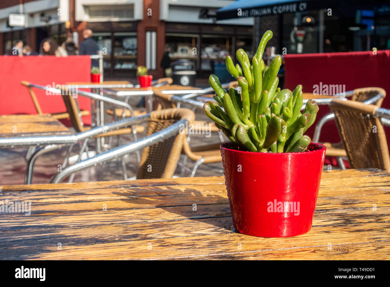 A potted plant in a plant pot forms a centrepiece on a cafe table ...