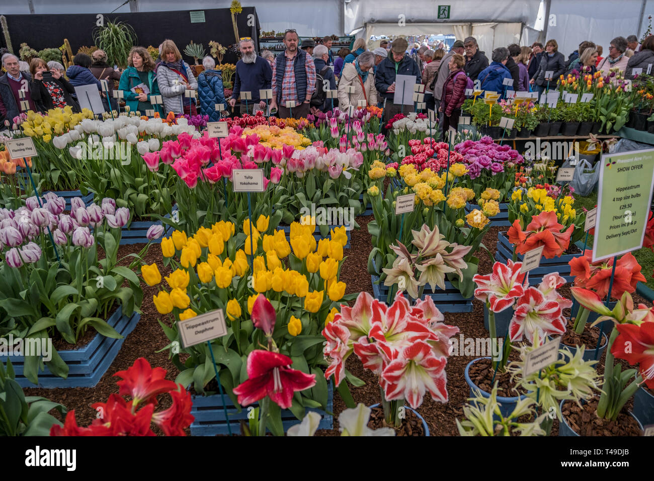 Cardiff, Wales, UK. 04/12/2019 RHS Cardiff Flower Show Stock Photo