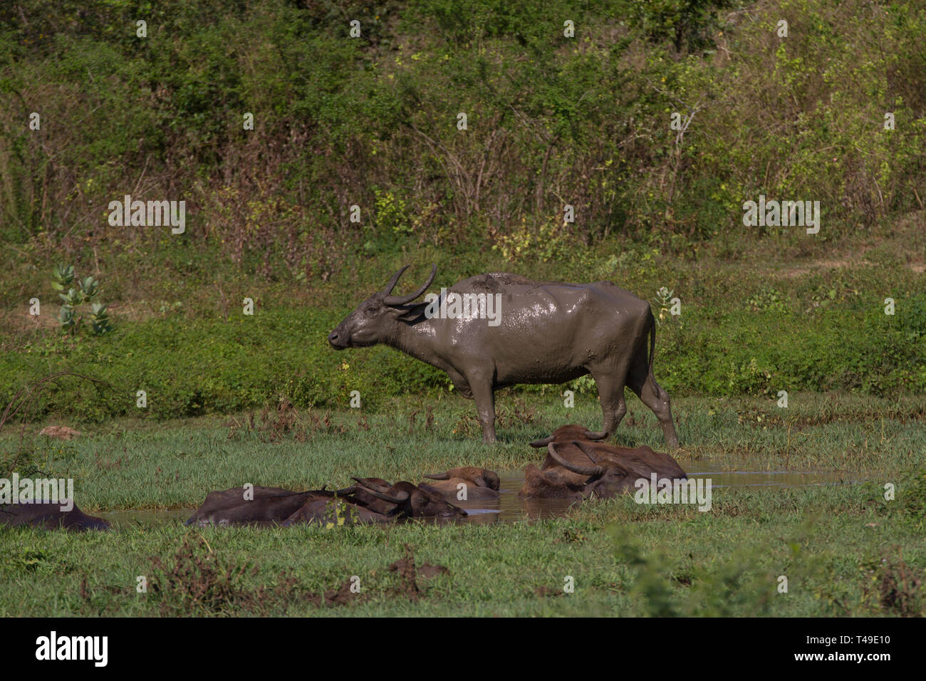 Water Bufallo. Bubalus bubalis. Sri Lanka. Stock Photo