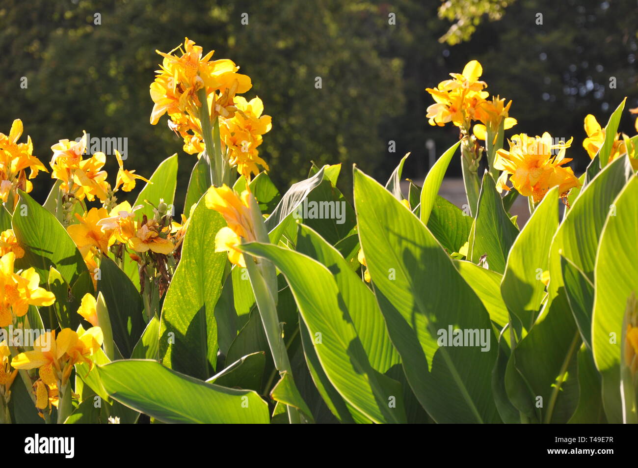 Yellow Canna Lilies in Niagara Falls Canada Stock Photo