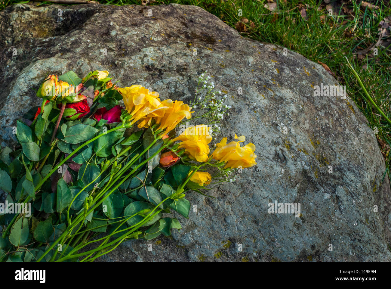 A bouquet of roses placed on a rock Suitable for making background ...