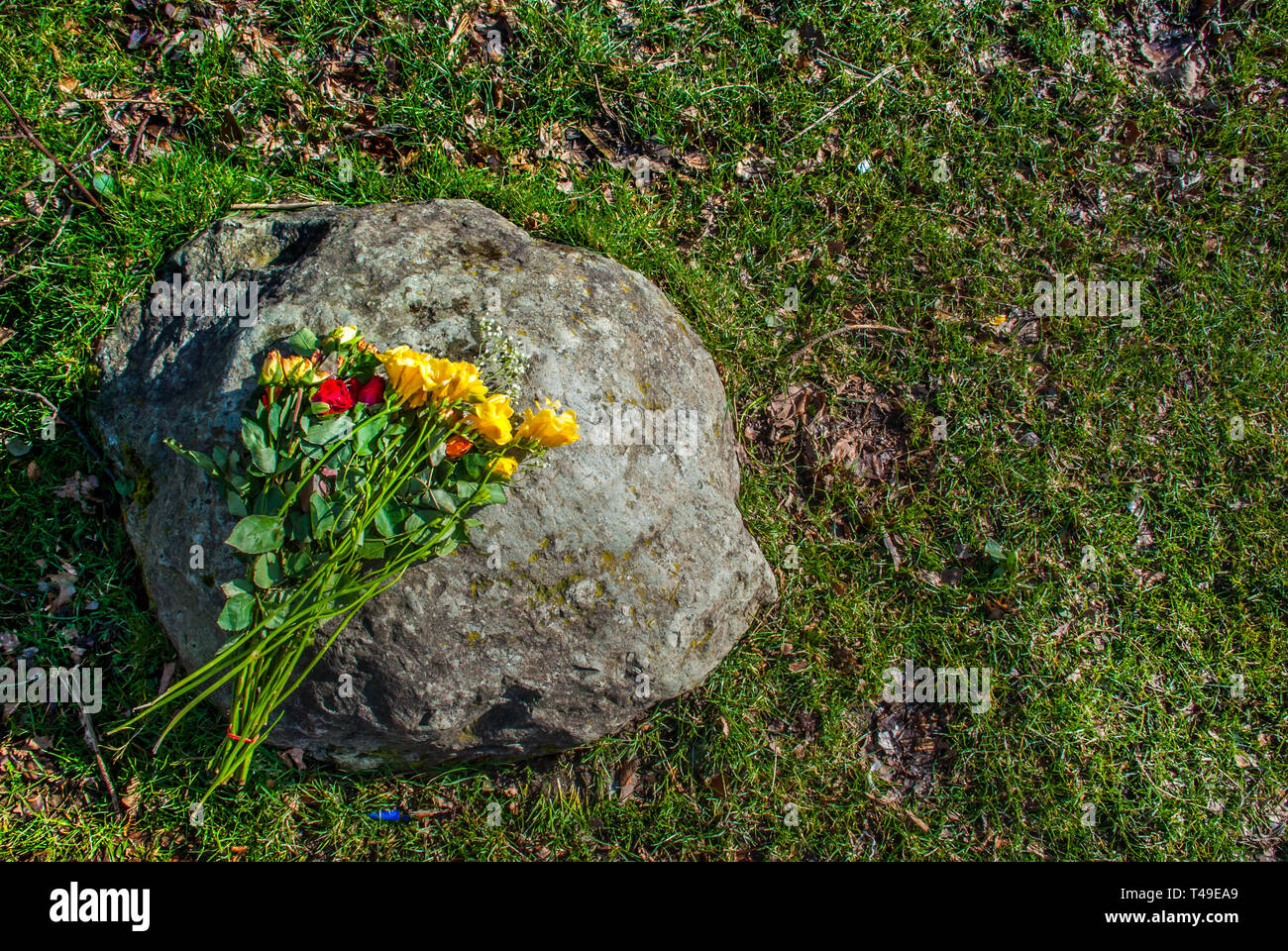 A bouquet of roses placed on a rock Suitable for making background ...