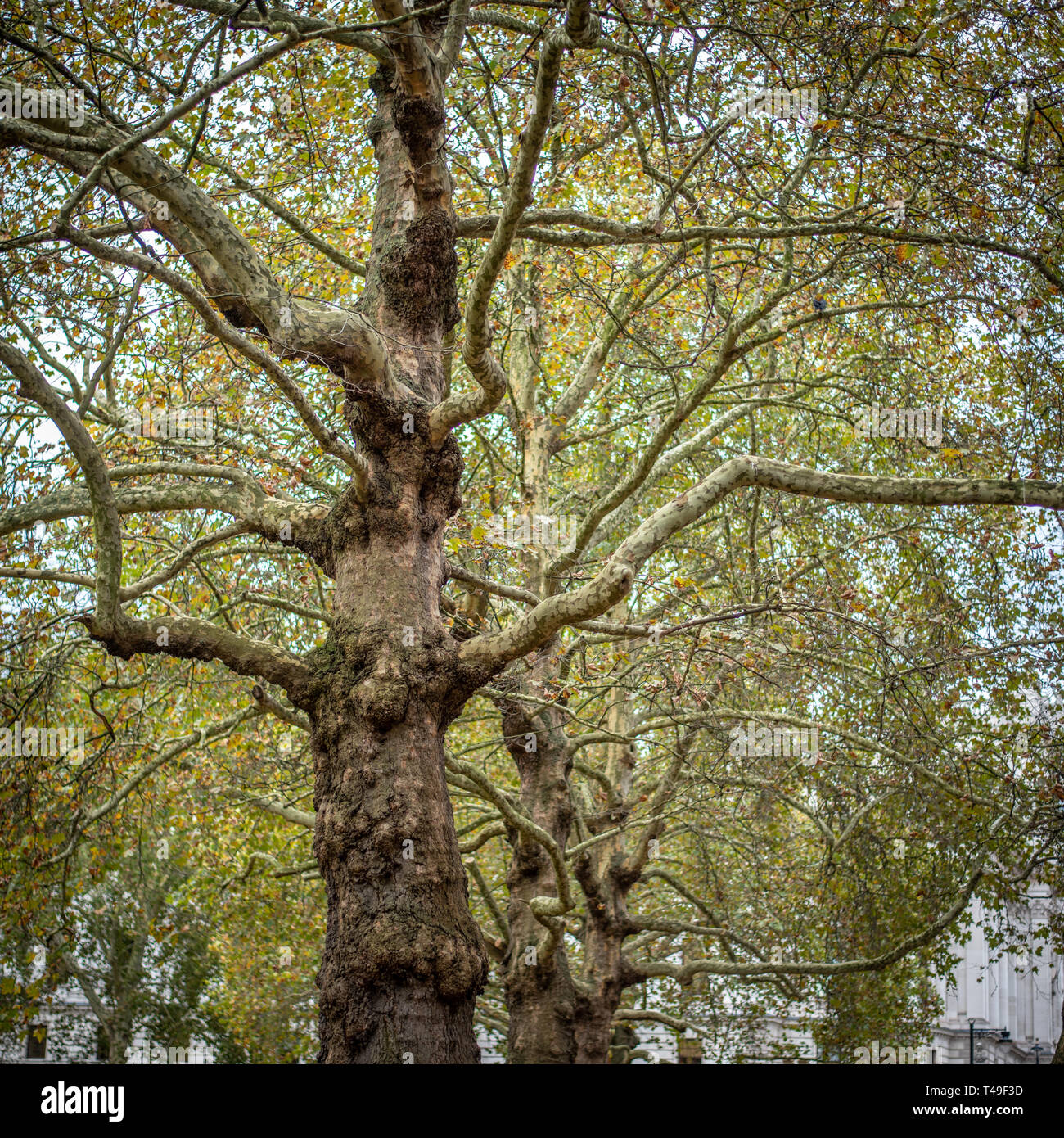 London Plane Trees London England Stock Photo Alamy london-plane-tree-diaco-s-garden-nursery
