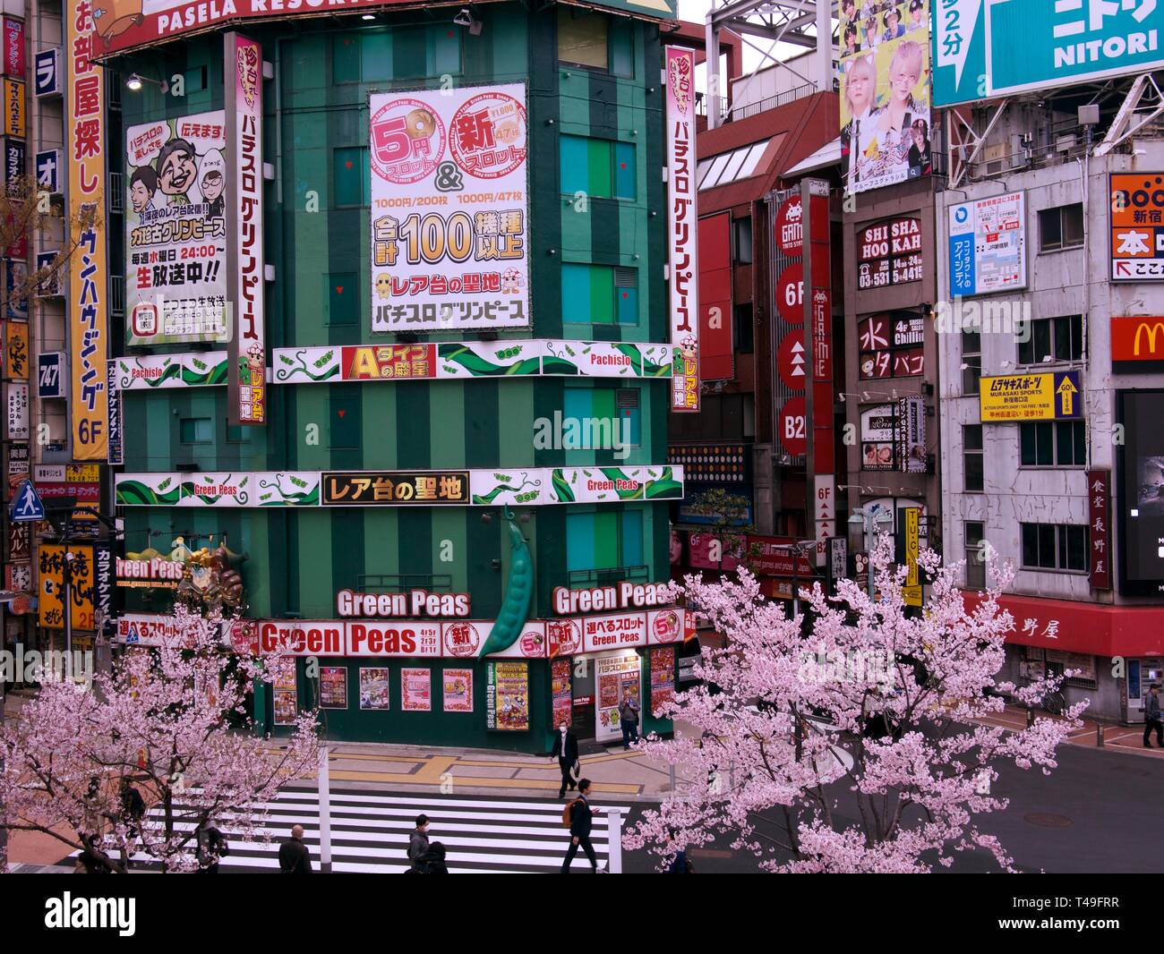 Streets of Tokyo with colorful billboards with blooming cherry blossoms. Stock Photo