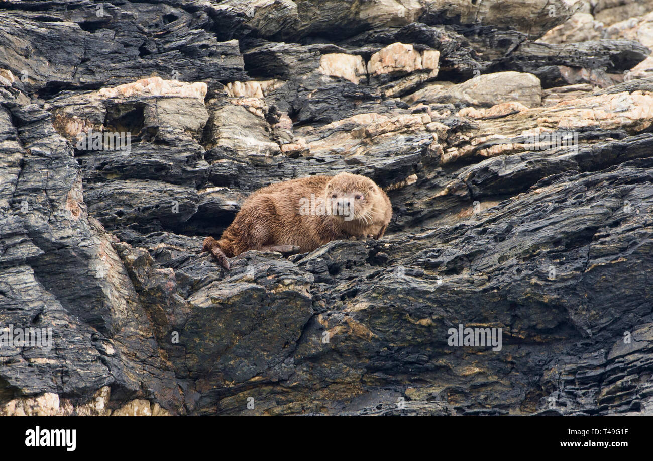 Marine otter (Lontra felina) on Isla Choros, Humboldt Penguin Reserve, Punta Choros, Chile Stock Photo