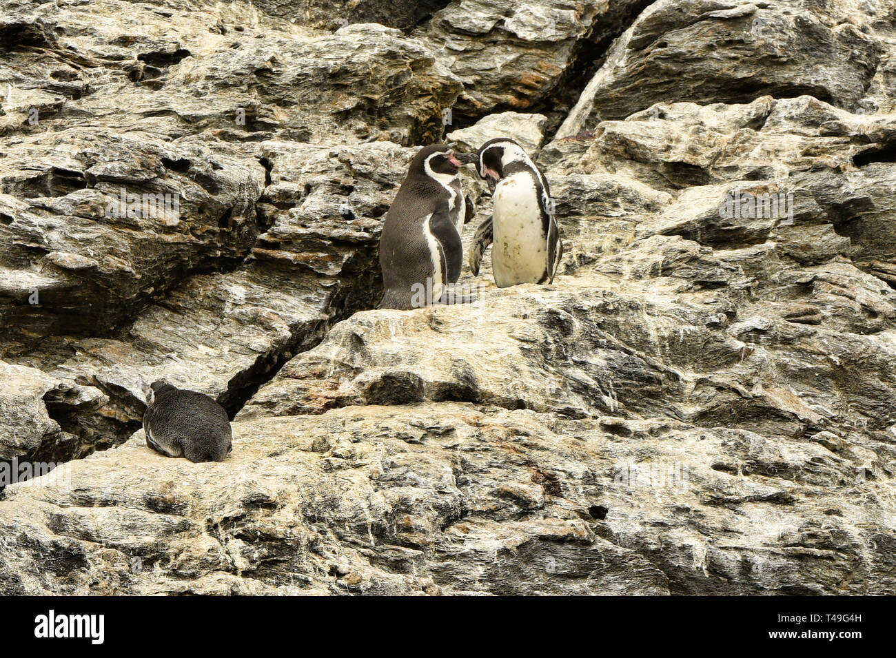 Humboldt penguins (Spheniscus humboldti) on Isla Choros, Humboldt Penguin Reserve, Punta Choros, Chile Stock Photo