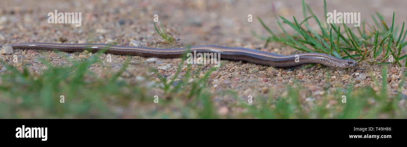 Slow Worm laying on sand in full length Stock Photo