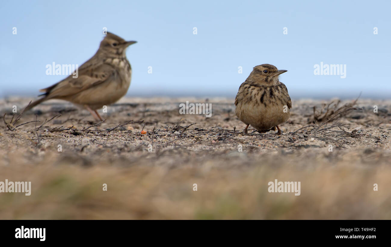Two Crested Larks standing on flat surface in winter time Stock Photo