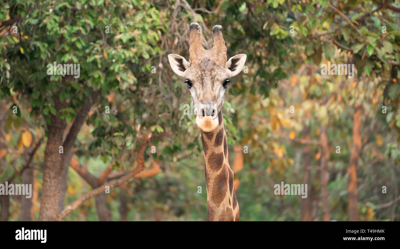 Close up of a giraffe head in nature Stock Photo