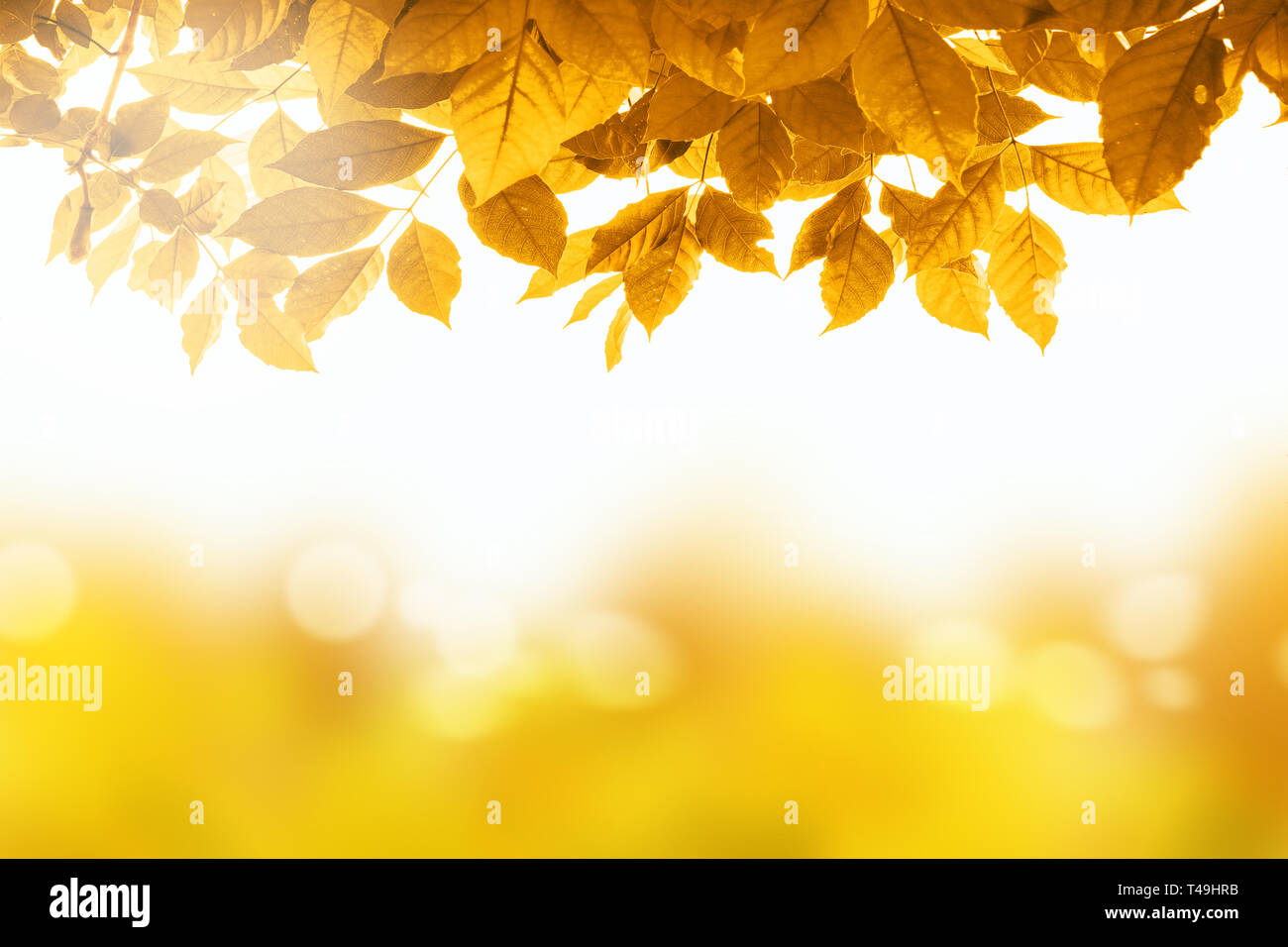 Autumn leaves with beautiful bokeh background with forest ground Stock ...
