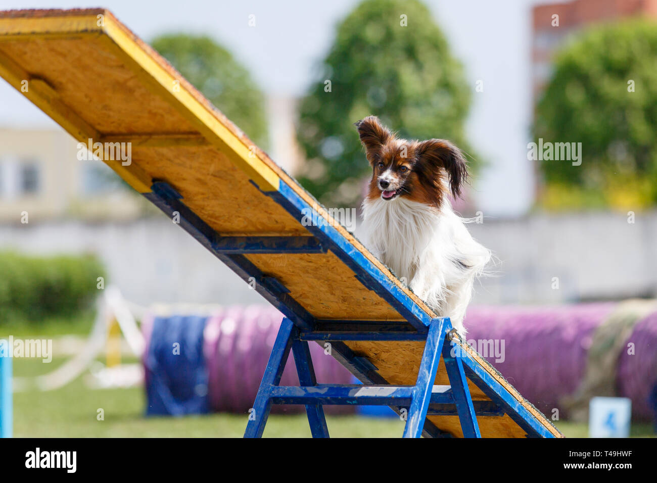 Papillon on the teeter-totter on dog agility sport competition Stock