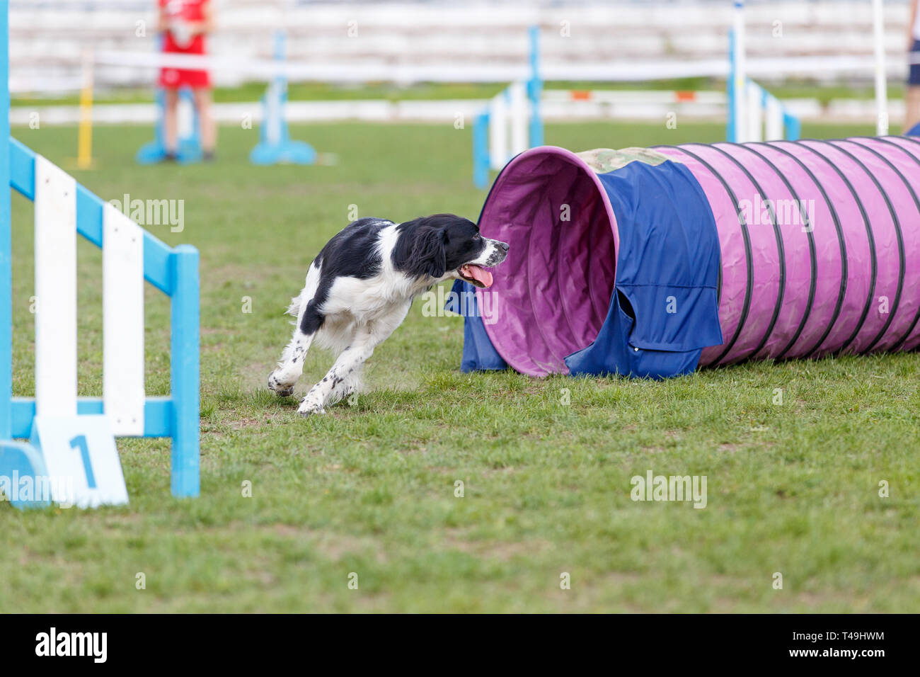 Espanol breton running out from tube on dog agility test Stock Photo