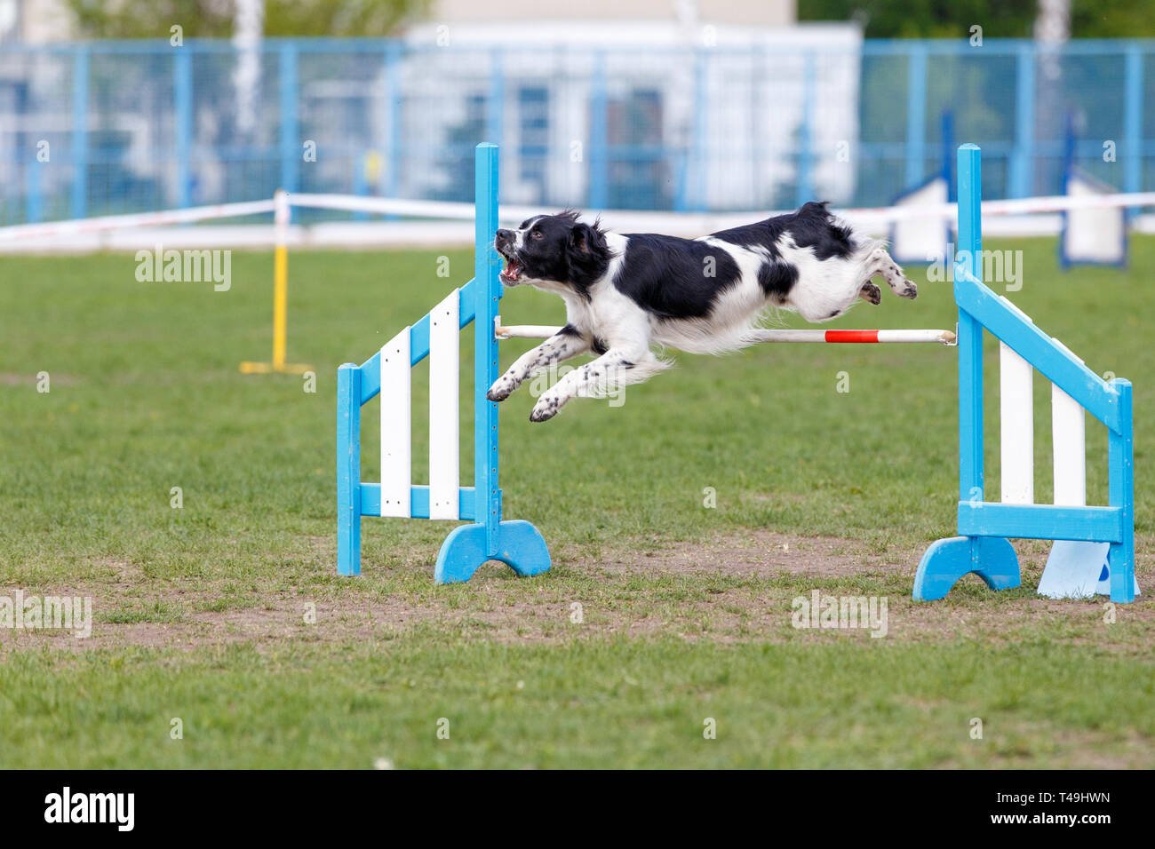 Dog on the obstacle on agility sport competition Stock Photo