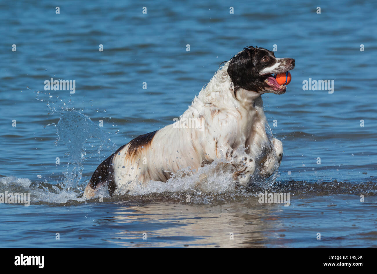 A dog running and playing with a ball in the sea on a hot day in Summer in the UK. Stock Photo