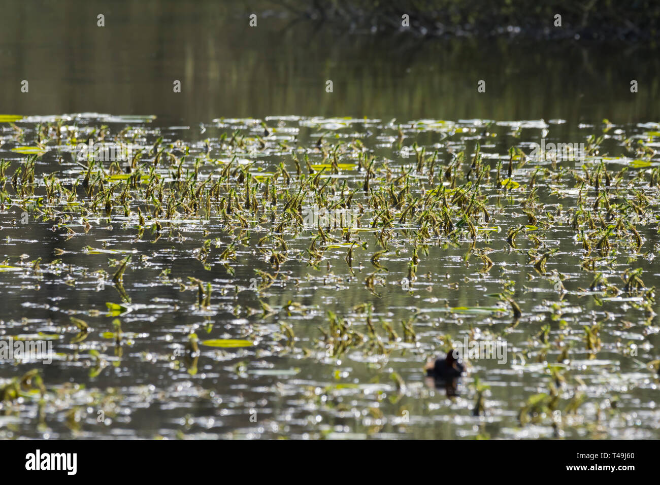 Stagnant water on a lake with plants growing out of it in Spring in the UK. Stock Photo