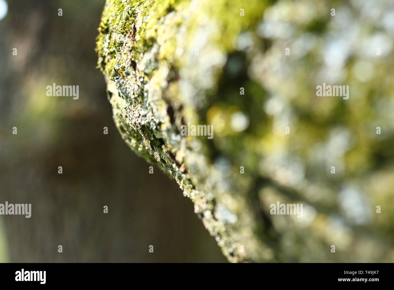 Branch from an oak tree covered with green moss in the fresh light of April. Close-up and background image. Copy space for text. Stock Photo