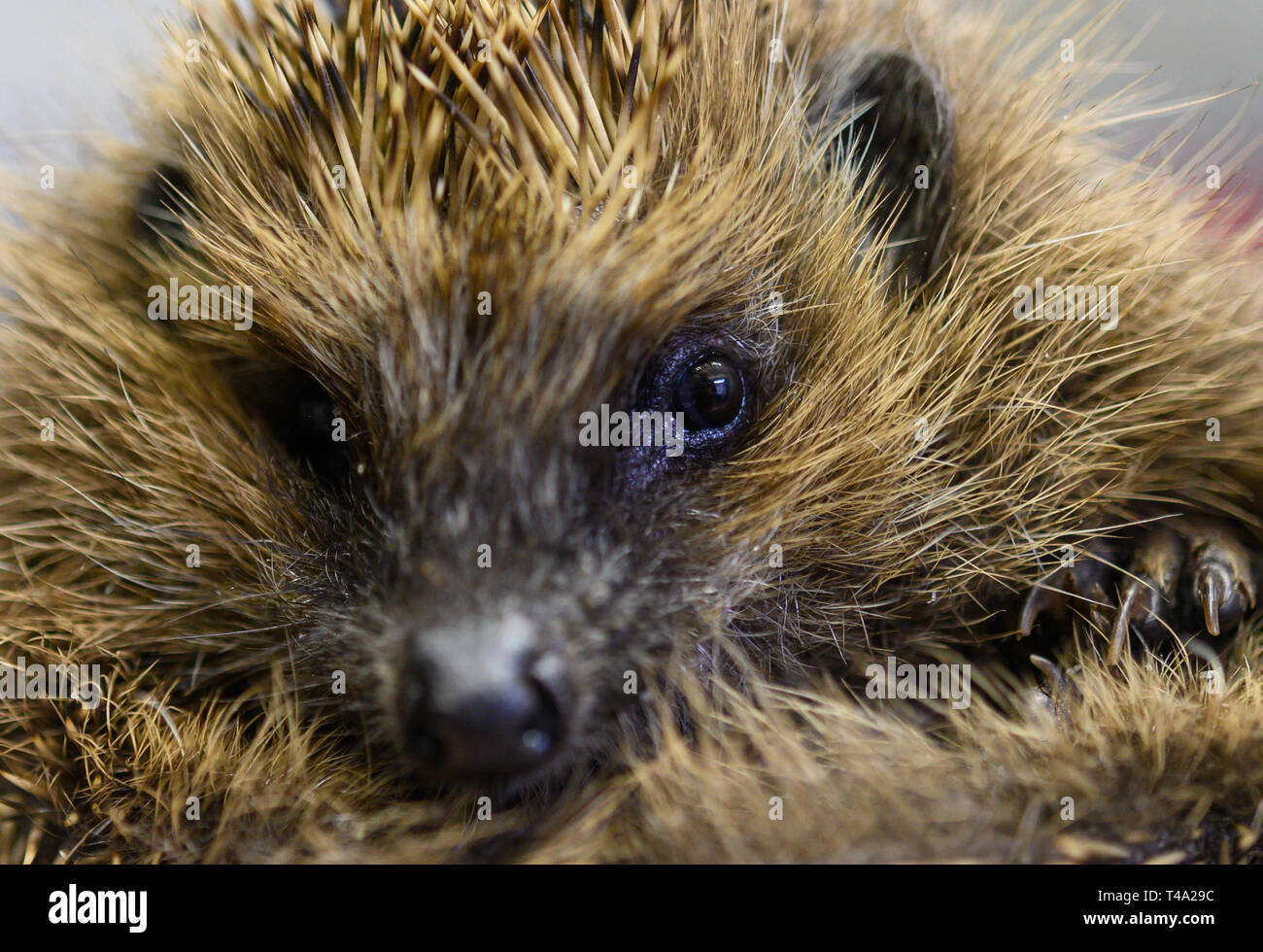 Leiferde, Germany. 11th Apr, 2019. An employee of the Nabu Species Conservation Centre is holding a hedgehog in his hands. Credit: Christophe Gateau/dpa/Alamy Live News Stock Photo