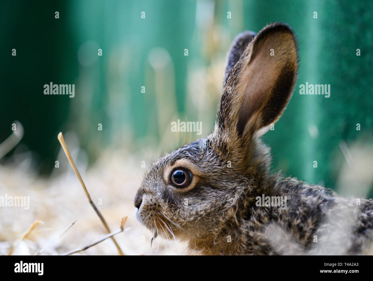 Leiferde, Germany. 11th Apr, 2019. In the Nabu Species Conservation Centre, a two-week-old hare sits in its enclosure. Credit: Christophe Gateau/dpa/Alamy Live News Stock Photo