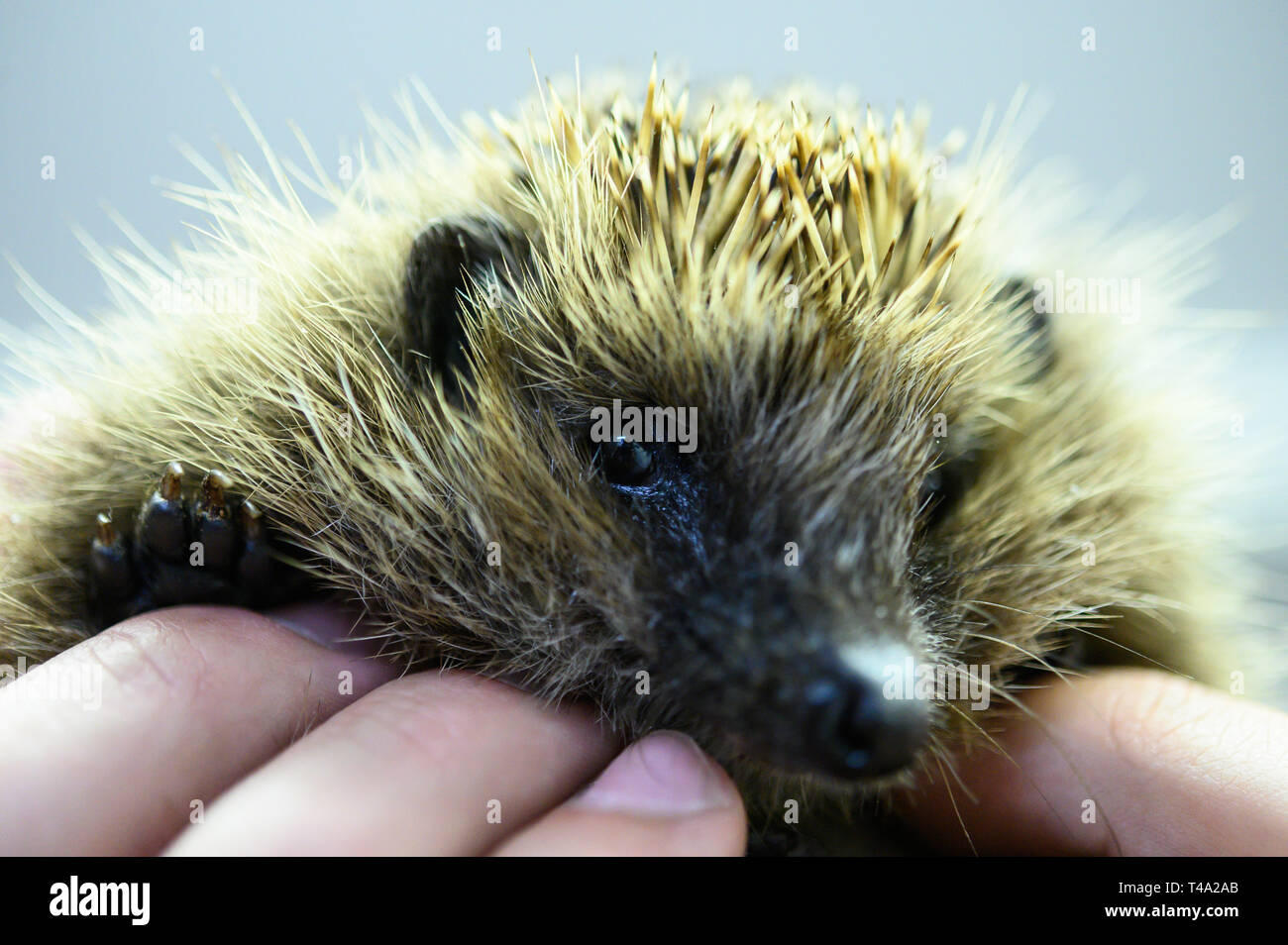 Leiferde, Germany. 11th Apr, 2019. An employee of the Nabu Species Conservation Centre is holding a hedgehog in his hands. Credit: Christophe Gateau/dpa/Alamy Live News Stock Photo