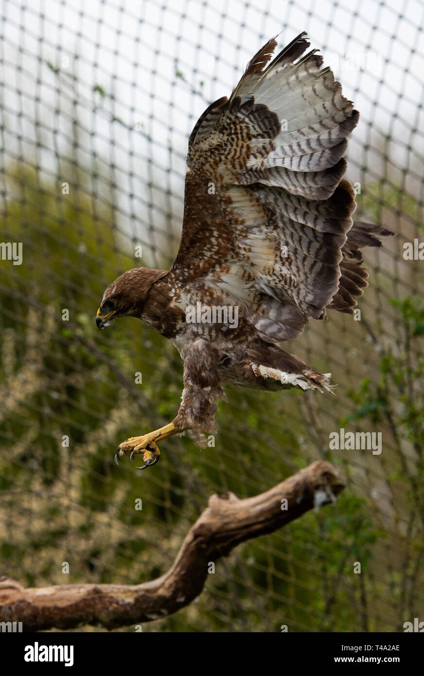 Leiferde, Germany. 11th Apr, 2019. Buzzard flies in his enclosure at the Nabu Species Conservation Centre. Credit: Christophe Gateau/dpa/Alamy Live News Stock Photo
