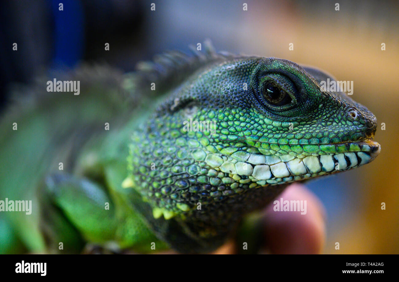 Leiferde, Germany. 11th Apr, 2019. An employee of the Nabu Species Conservation Centre is holding a water dragon in his hands. Credit: Christophe Gateau/dpa/Alamy Live News Stock Photo