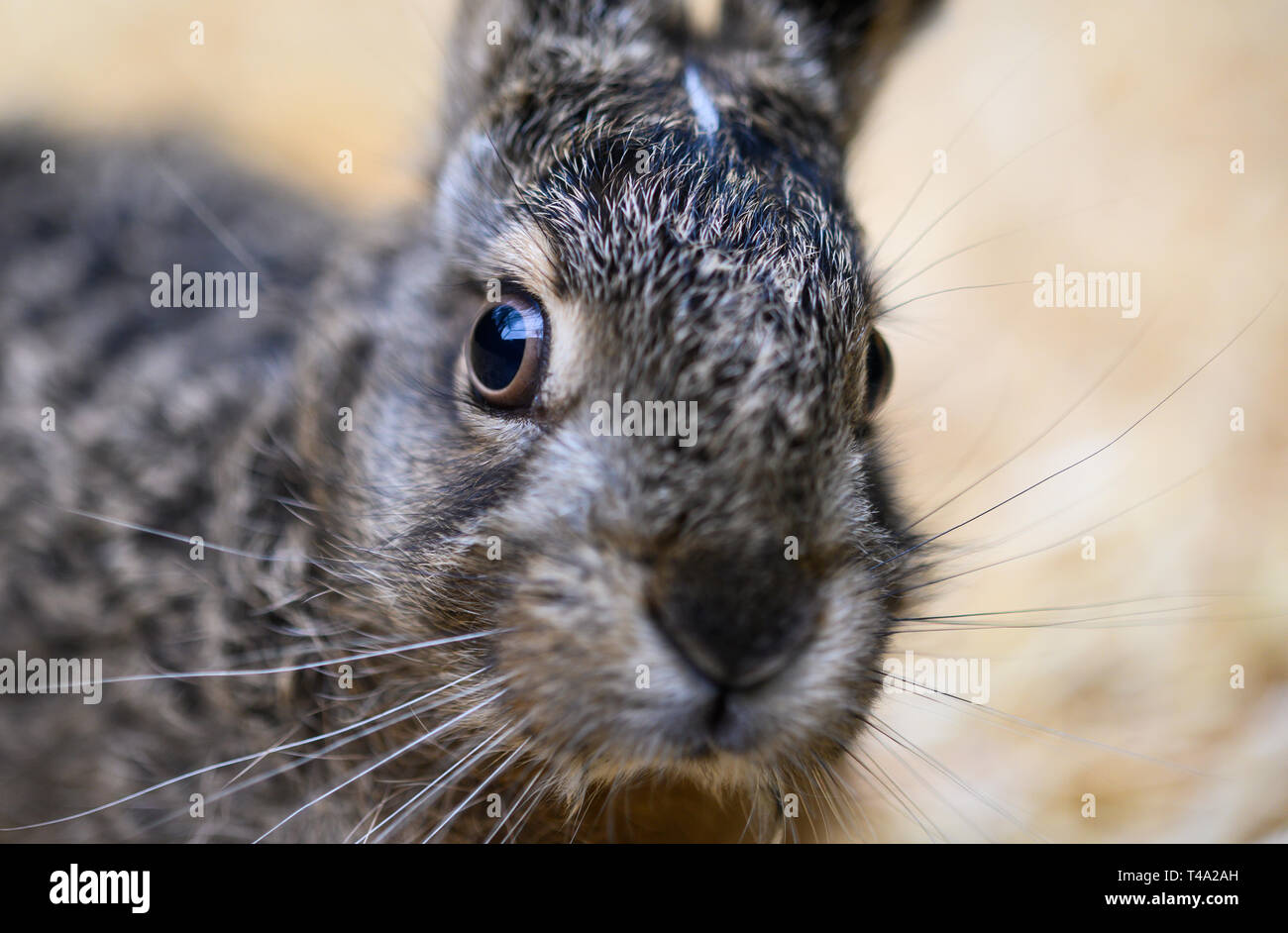 Leiferde, Germany. 11th Apr, 2019. In the Nabu Species Conservation Centre, a two-week-old hare sits in its enclosure. Credit: Christophe Gateau/dpa/Alamy Live News Stock Photo