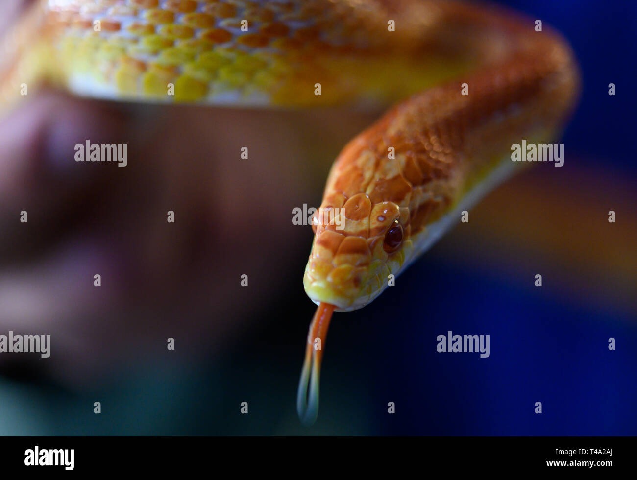 Leiferde, Germany. 11th Apr, 2019. An employee of the Nabu Species Conservation Centre is holding an albino corn snake in his hands. Credit: Christophe Gateau/dpa/Alamy Live News Stock Photo