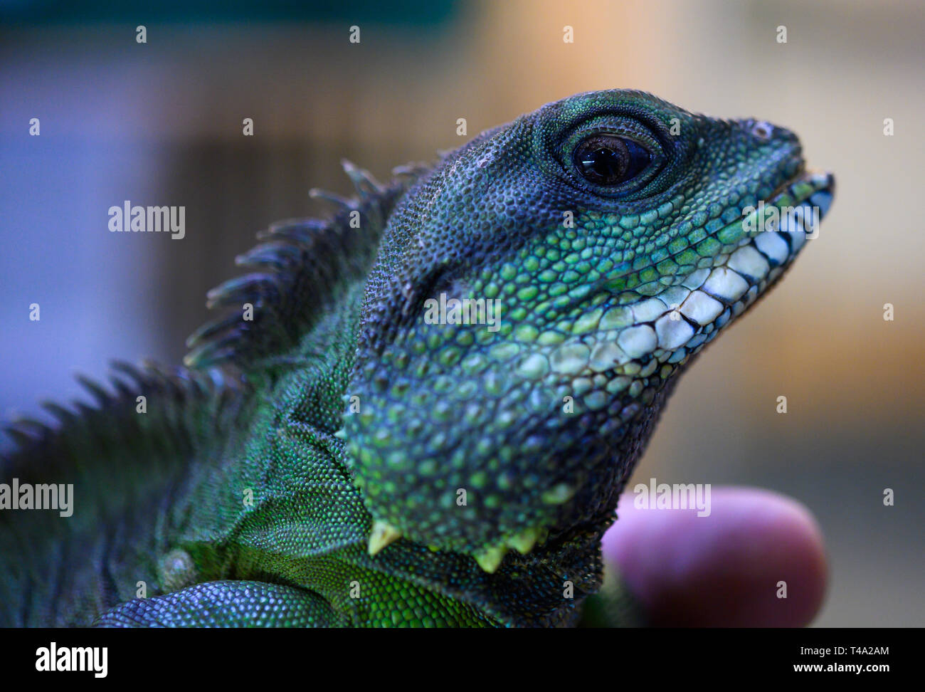 Leiferde, Germany. 11th Apr, 2019. An employee of the Nabu Species Conservation Centre is holding a water dragon in his hands. Credit: Christophe Gateau/dpa/Alamy Live News Stock Photo