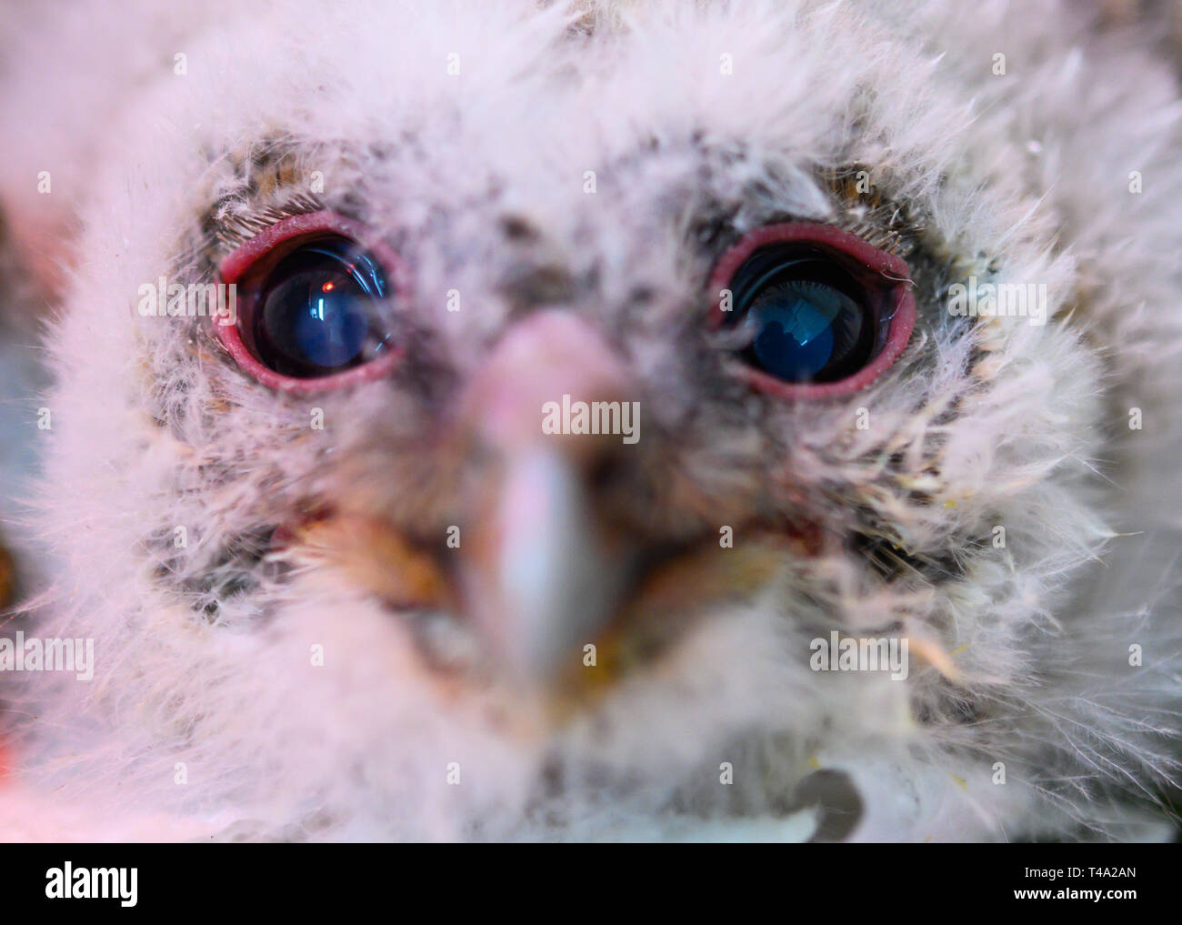Leiferde, Germany. 11th Apr, 2019. In the Nabu species protection centre a young forest guard sits in his aviary. Credit: Christophe Gateau/dpa/Alamy Live News Stock Photo