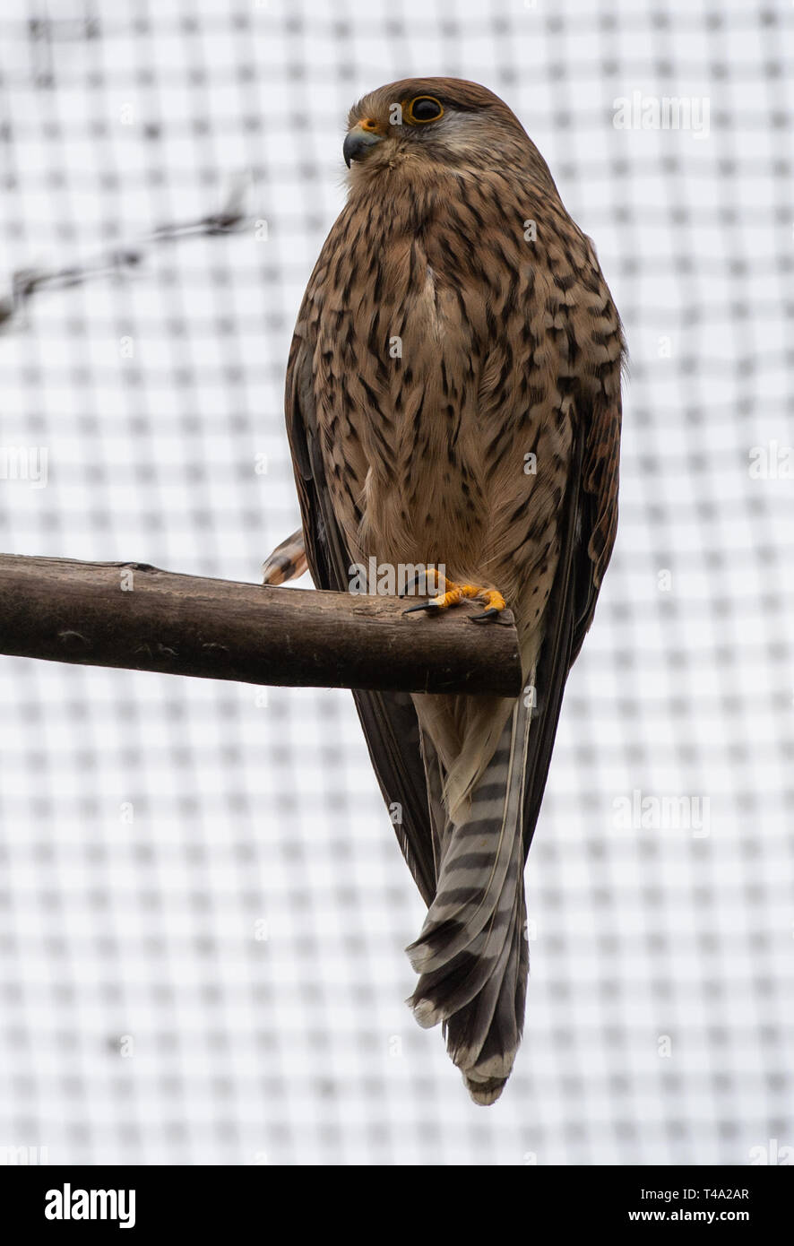 Leiferde, Germany. 11th Apr, 2019. A kestrel sits in its enclosure at the Nabu Species Conservation Centre. Credit: Christophe Gateau/dpa/Alamy Live News Stock Photo
