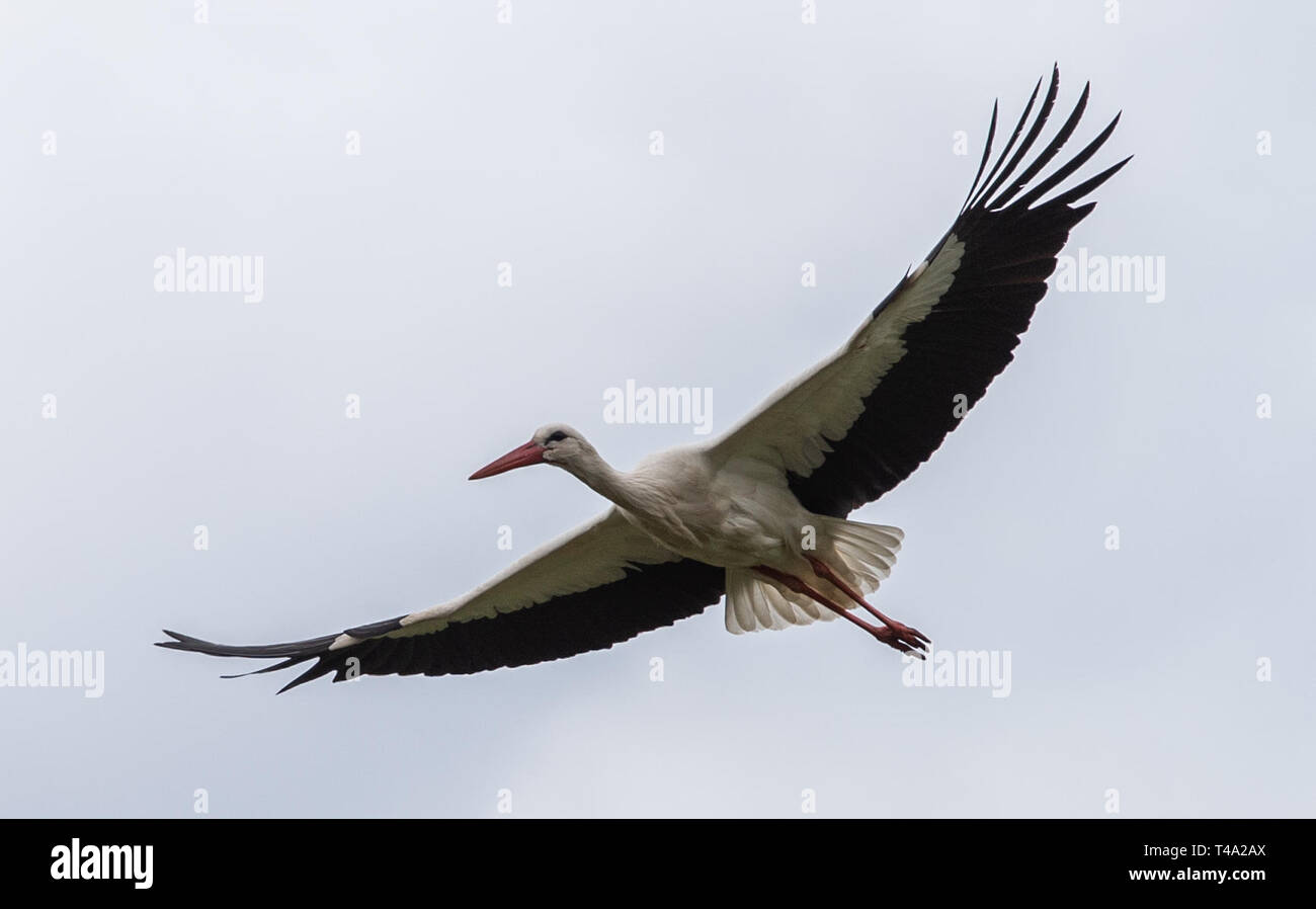 Leiferde, Germany. 11th Apr, 2019. A stork flies over the Nabu Species Conservation Centre. Credit: Christophe Gateau/dpa/Alamy Live News Stock Photo
