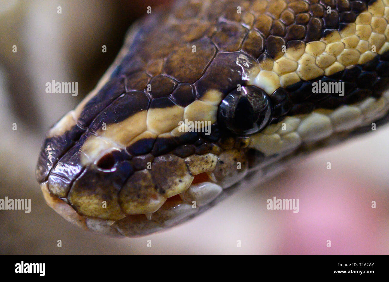 Leiferde, Germany. 11th Apr, 2019. An employee of the Nabu Species Conservation Centre is holding a royal python in his hands. Credit: Christophe Gateau/dpa/Alamy Live News Stock Photo