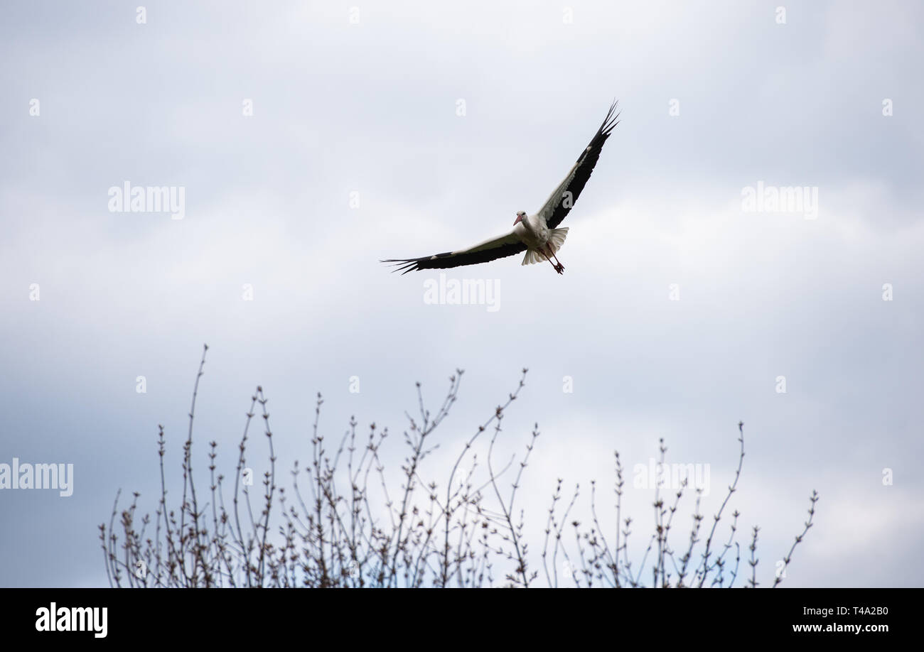 Leiferde, Germany. 11th Apr, 2019. A stork flies over the Nabu Species Conservation Centre. Credit: Christophe Gateau/dpa/Alamy Live News Stock Photo