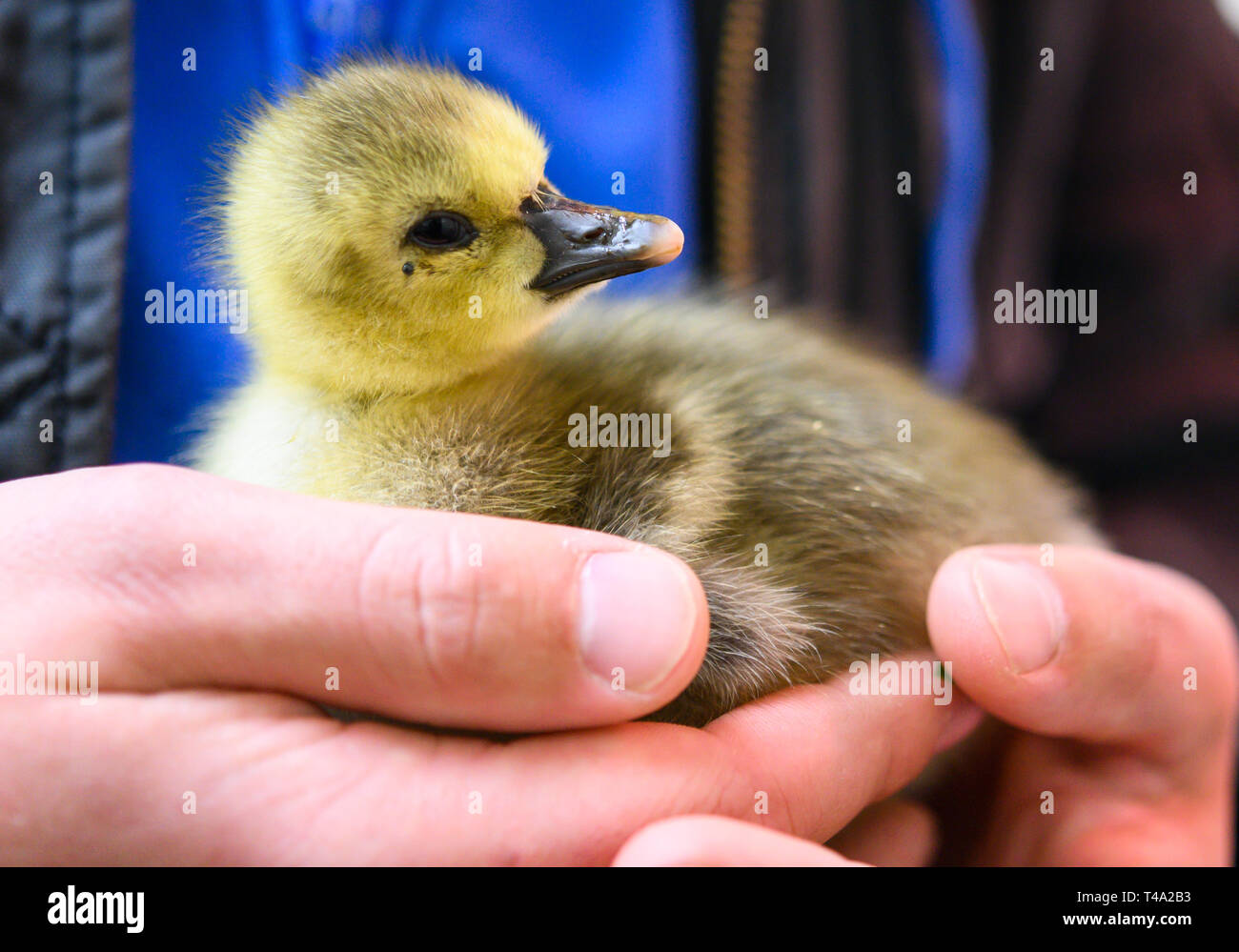 Leiferde, Germany. 11th Apr, 2019. An employee of the Nabu Species Conservation Centre is holding a greylag goose chick in his hands. Credit: Christophe Gateau/dpa/Alamy Live News Stock Photo