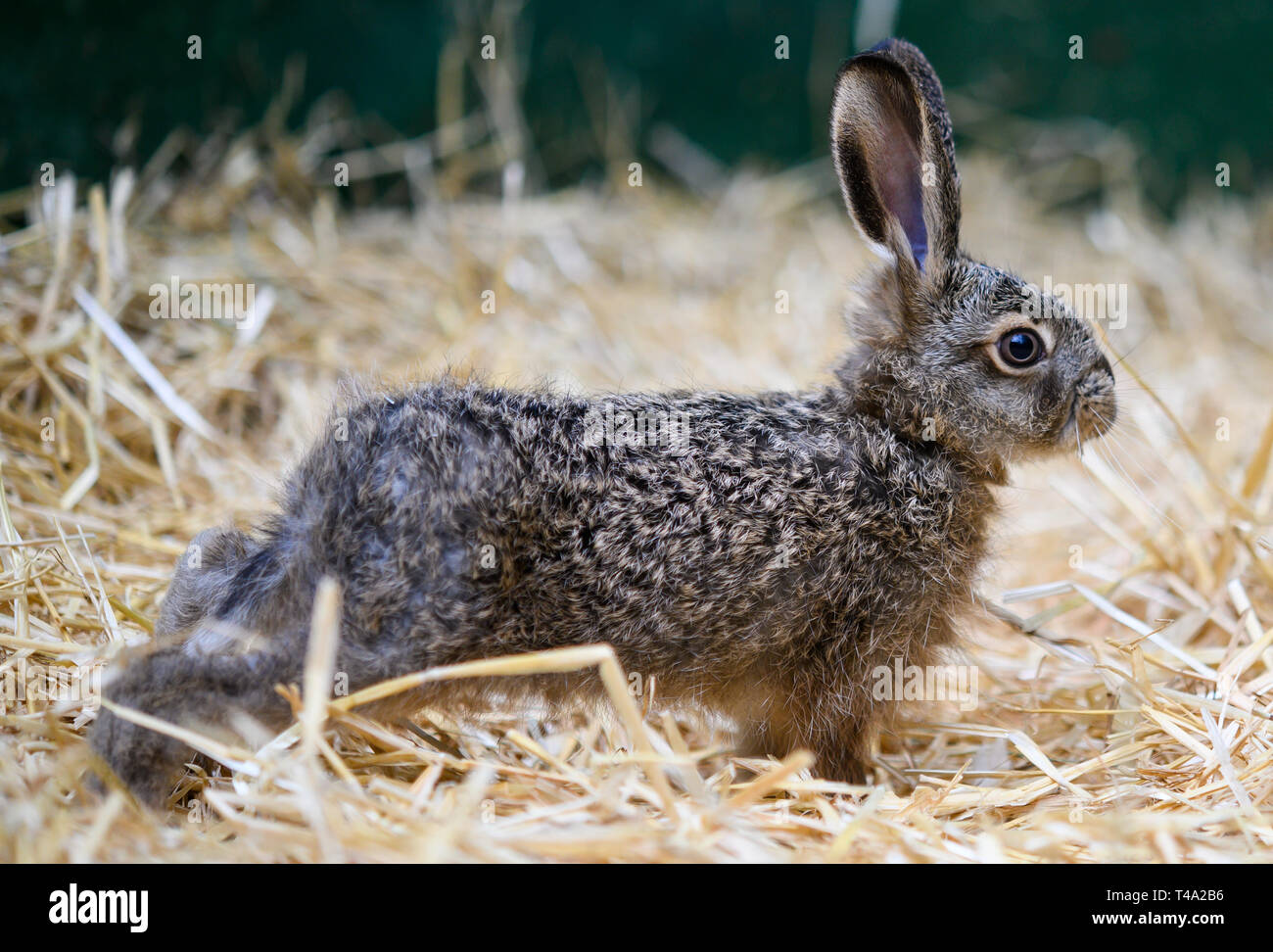 Leiferde, Germany. 11th Apr, 2019. In the Nabu Species Conservation Centre, a two-week-old hare sits in its enclosure. Credit: Christophe Gateau/dpa/Alamy Live News Stock Photo